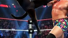 Wrestling Feline