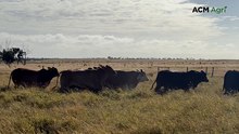 This straight legume pasture is producing gains of 2kg/day on bullocks in CQ