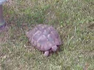 Elle court... elle court...