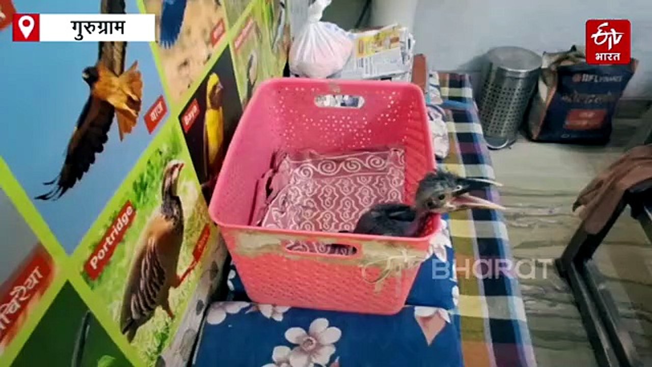 गुरुग्राम में हीट वेव से बीमार होकर अस्पताल पहुंच रहे पक्षी, बढ़े डिहाइड्रेशन और हीट स्ट्रोक के मामले