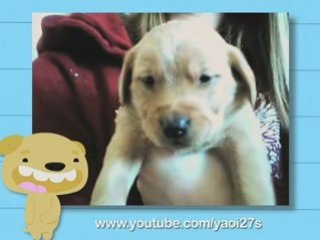 Ultra Kawaii - Golden Retriever Puppies!