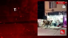 Türkiye’nin farklı illerinde kaçan kurbanlıklar ortalığı karıştırdı