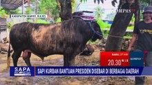 Presiden Prabowo Salurkan Sapi Kurban Jumbo ke Berbagai Provinsi di Indonesia | SAPA SIANG