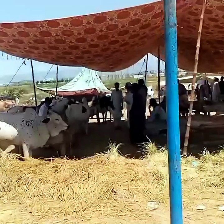 Islamabad BAKRA MANDI