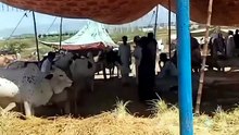 Islamabad BAKRA MANDI