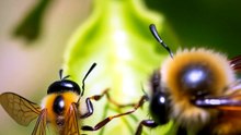 Bees Smaller Than Rice Grains Actually Exist