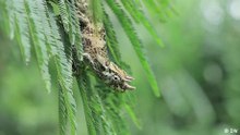 Meet the three-horned chameleon of Uganda
