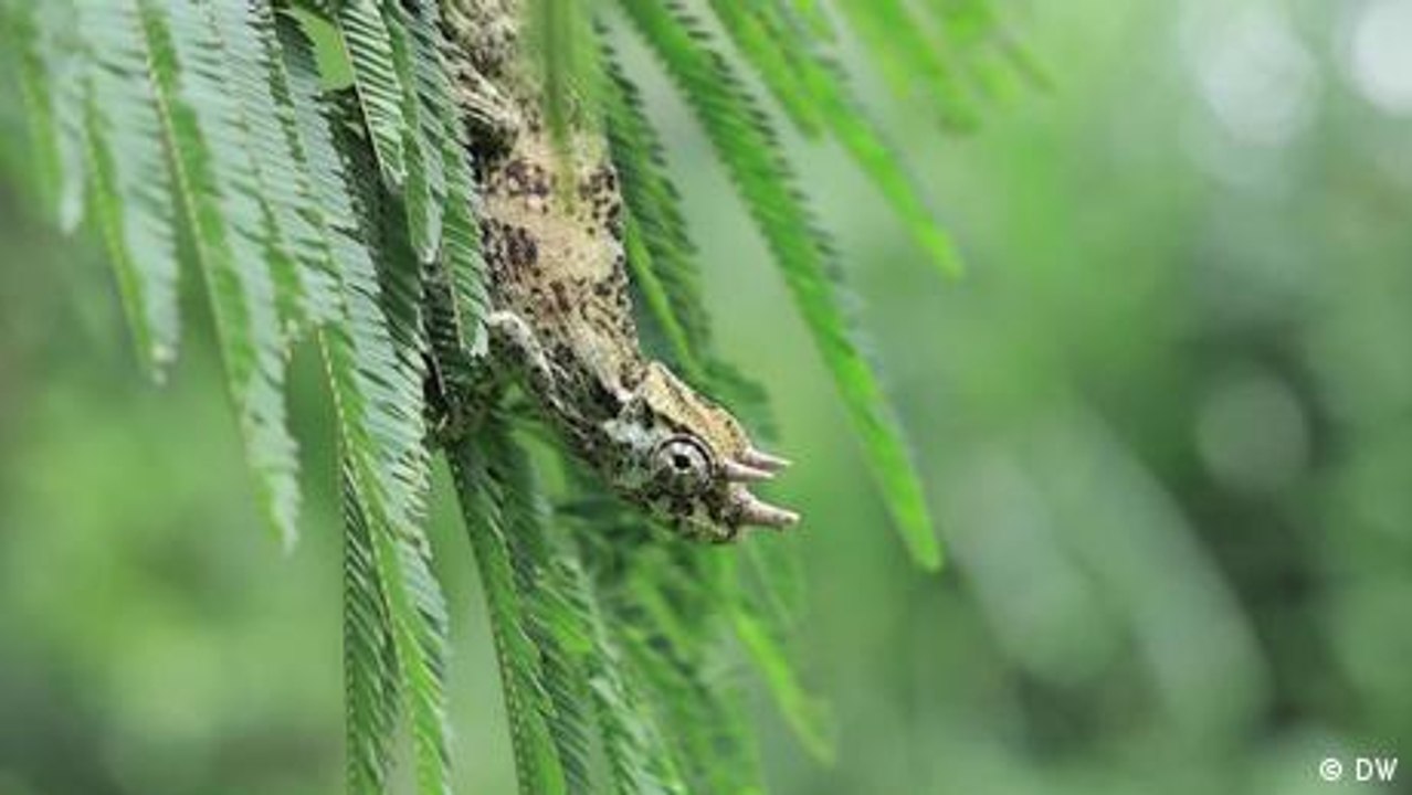 Meet the three-horned chameleon of Uganda