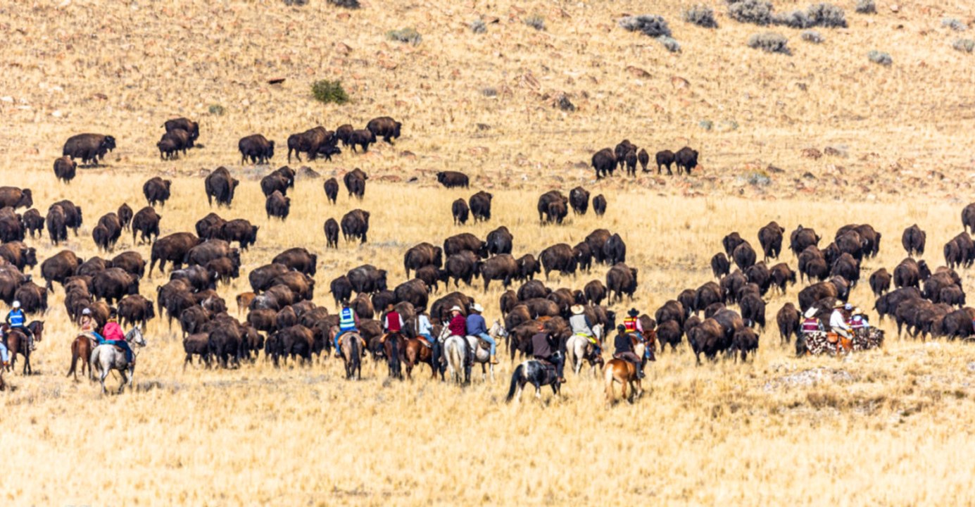 Six States See Large Free-Roaming Bison Herds Under Prairie Revival Initiative