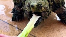 Une tortue alligator obéit au mot « mordre »… avec une surprise à la clé