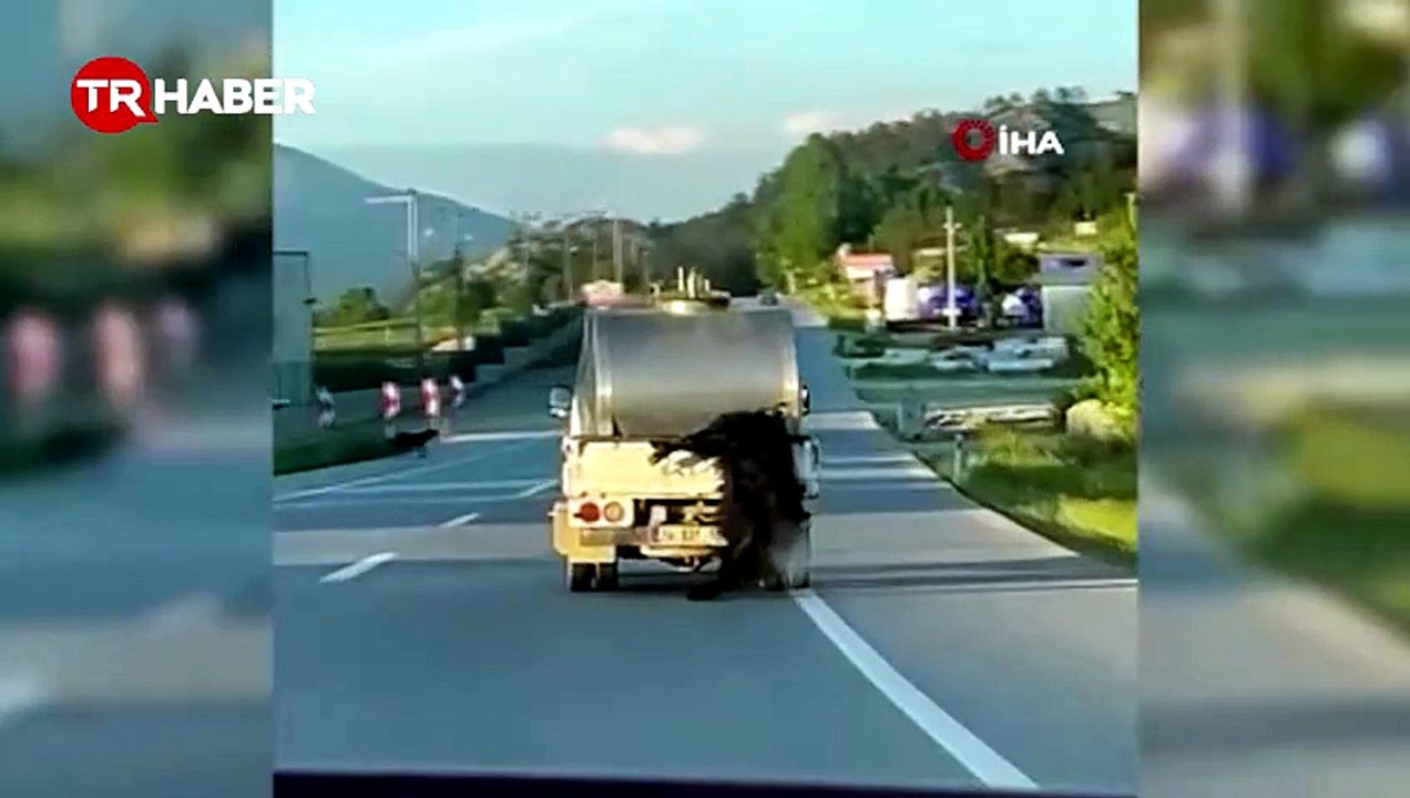 Bolu’da yürekleri sızlatan görüntü: Kurbanlık hayvana eziyet ettiler: Aracının arkasında kilometrelerce sürükledi!