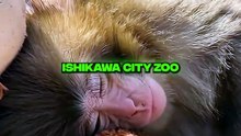 CE SINGE REND TRISTE TOUT INTERNET 😨