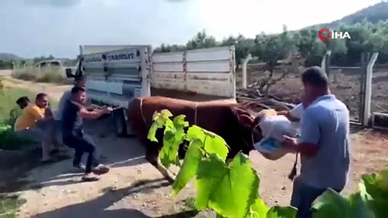 6 kişinin zapt edemediği boğa bir tekmeyle böyle yere serdi