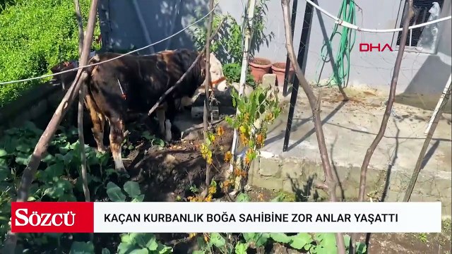 Rize’de kaçan kurbanlık boğa sahiplerine zor anlar yaşattı