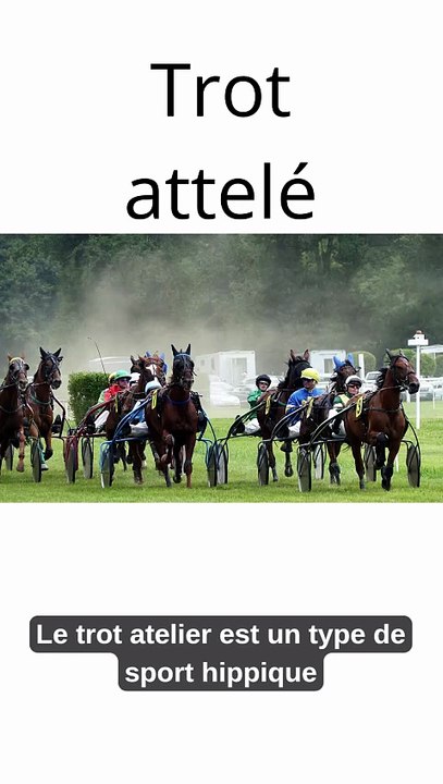 Trot attelé