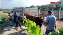 Boğa kontrolden çıktı, ortalık karıştı! 6 kişiyi peşinden sürükledi, 1 kişiyi tekmeledi