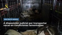 vacas ok