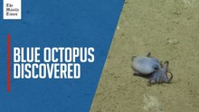 New blue octopus species discovered near Galapagos Islands