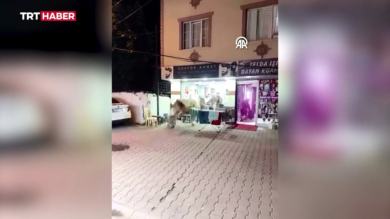 Sultanbeyli'de kaçan kurbanlık kuaför salonuna daldı
