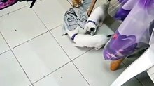 Meowing