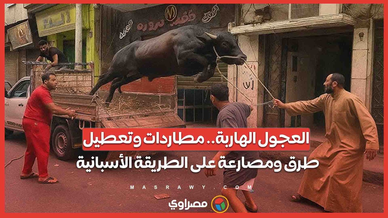 العجول الهاربة.. مطاردات وتعطيل طرق ومصارعة على الطريقة الأسبانية
