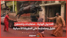 العجول الهاربة.. مطاردات وتعطيل طرق ومصارعة على الطريقة الأسبانية