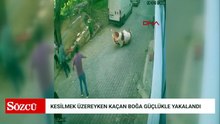 Kesilmek üzereyken kaçan boğa güçlükle yakalandı; o anlar kamerada