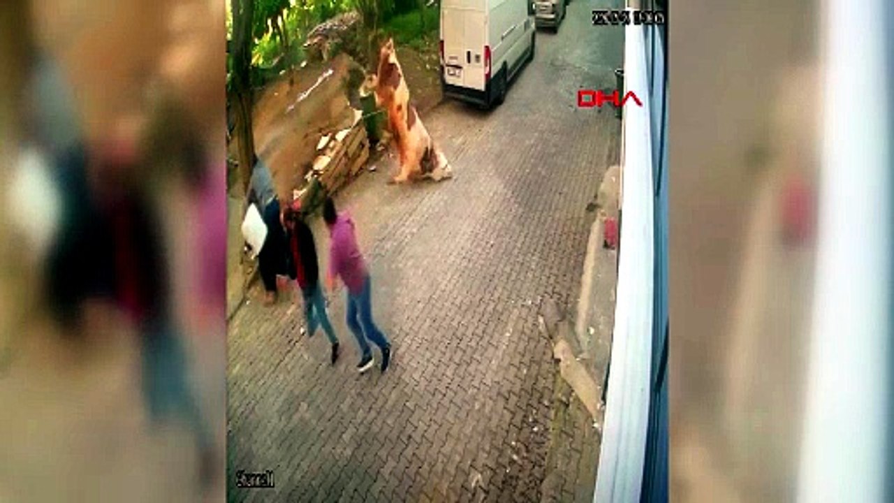 Bursa'da kesilmek üzereyken kaçan boğa güçlükle yakalandı