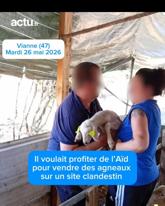 Il voulait profiter de l’#aïd pour vendre des agneaux sur un site clandestin en Lot-et-Garonne. #France #aïd #maltraitance #animaux #justice
