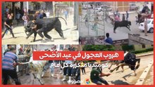 هروب العجول في عيد الأضحى.. كوميديا متكررة كل عام