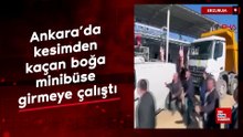 Ankara’da kesimden kaçan boğa minibüse girmeye çalıştı