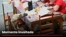 Cãozinho invade quartel e ‘rouba’ sanduíche de bombeiro no Ceará