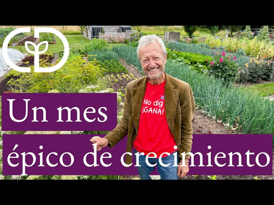 Recorrido del 30 de junio por el huerto sin cavar: calabazas increíbles, cosecha de papas y más