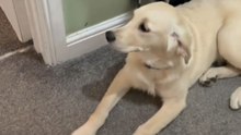 Puppy Tears Up Dog Poo Bags And Sits Nearby Wagging