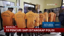 Polres Merauke Tangkap 10 Pelaku Pencurian Sapi, Barang Bukti Disita | BORGOL