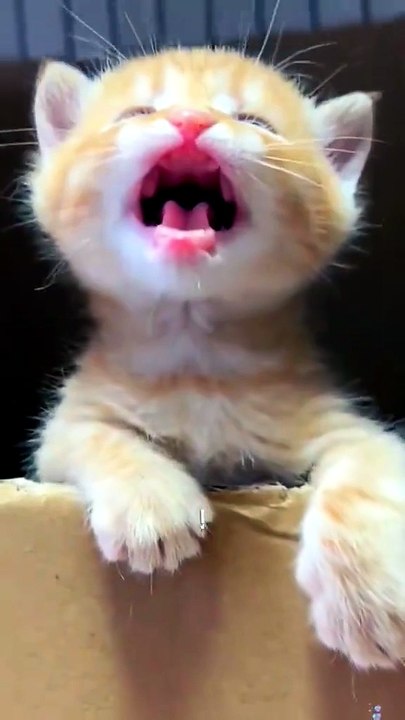 Tiny Kitten’s Cutest Little Adventure 🐾😻