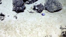 Pulpo azul hallazgo
