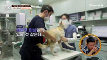 "한 마리 더 데려와도 돼?" 내 개한테는 '폭력적' 다른 개한테는 '관심 폭발' 보호자!?