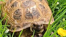 Barnabé est une tortue terrestre de 27 ans qui a disparue à Treigny-Perreuse-Ste Colombe le lundi 25 mai 2026