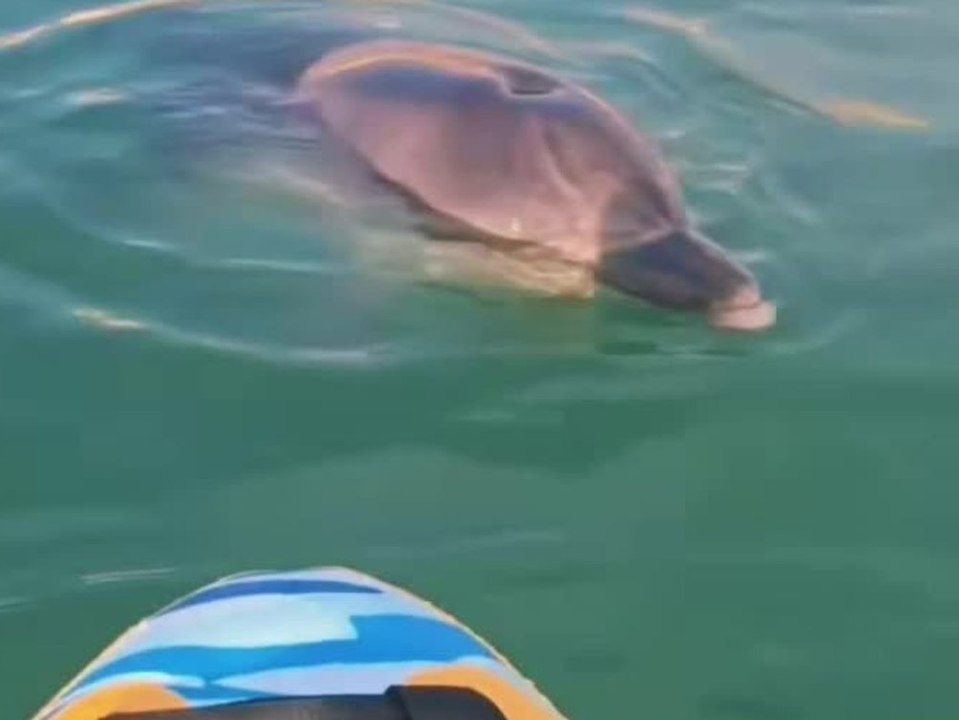 Zutraulicher Delfin verzückt Strandbesucher - Tierschützer warnen