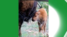 Nacen las primeras 13 crías de BISONTE en Sonora