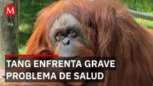 Tang enfrenta un delicado diagnóstico y conmueve a generaciones en el ZooLeón