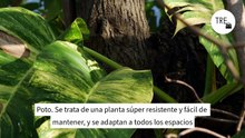 Estas son las tres plantas de interior capaces de vivir en el agua y llenar la casa de color sin utilizar tierra