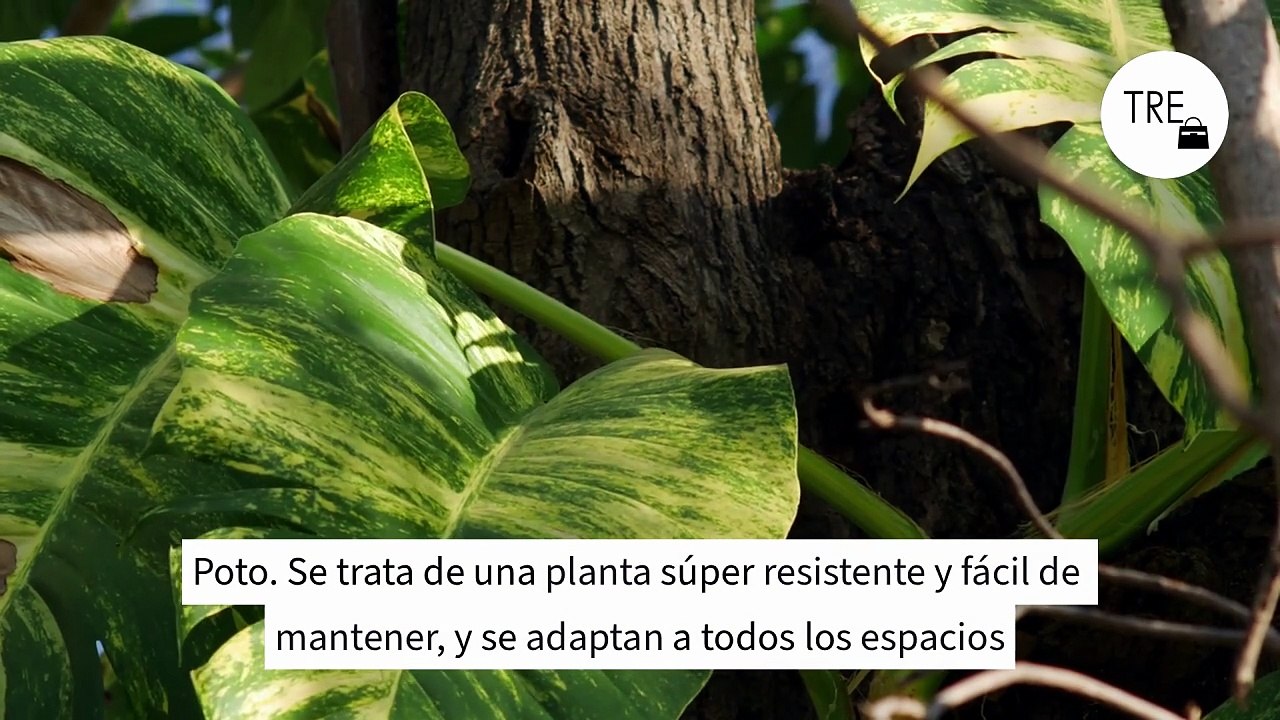 Estas son las tres plantas de interior capaces de vivir en el agua y llenar la casa de color sin utilizar tierra