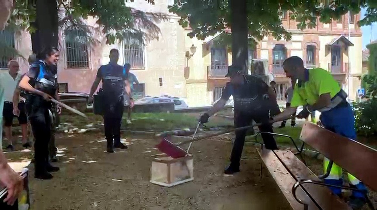 La Policía Local retira una culebra de escalera en la plaza Conde Cheste