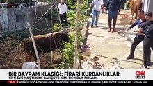 Bir bayram klasiği: Firari kurbanlıklar