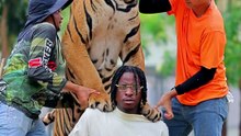 Prendre une photo avec un tigre sur les épaules