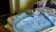Ce chat prépare son lit et c'est adorable