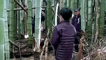Ce Grand maître coupe du bambou avec un katana