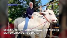 Seskab Teddy Borong 35 Sapi Jumbo Asal Peternak Boyolali untuk Kurban Iduladha